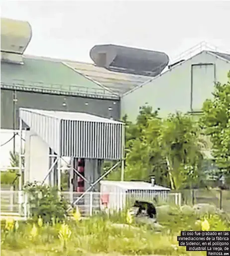 UN OSO SE PASEA POR REINOSA