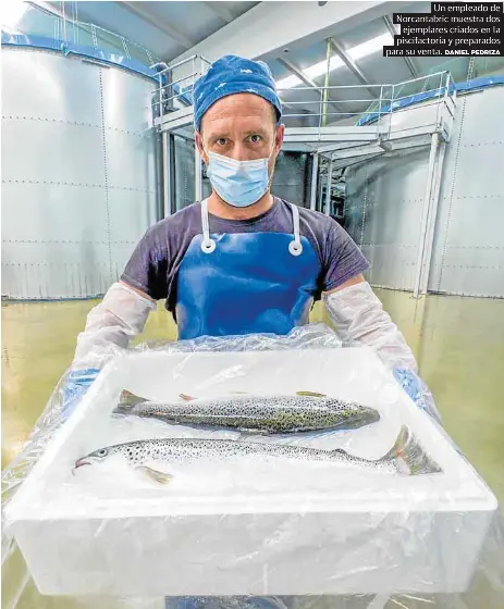 LOS PRIMEROS SALMONES CRIADOS EN CAUTIVIDAD