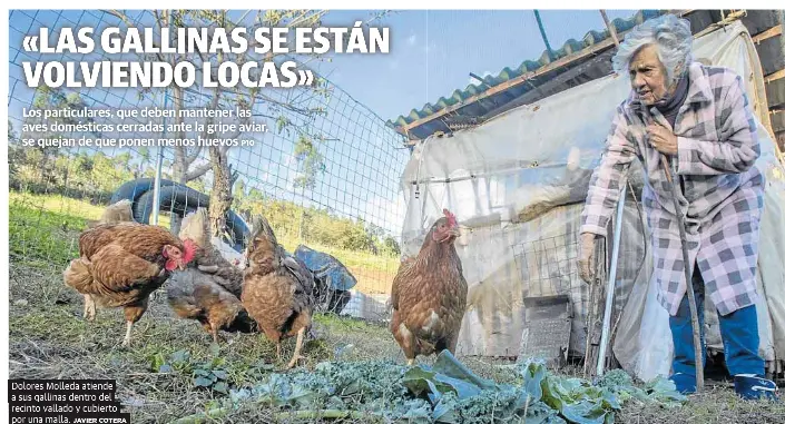 «LAS GALLINAS SE ESTÁN VOLVIENDO LOCAS»