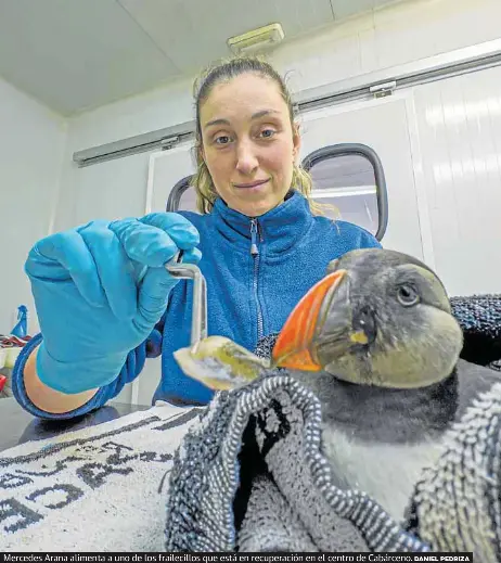 LOS SALVADORES DE LOS FRAILECILLOS