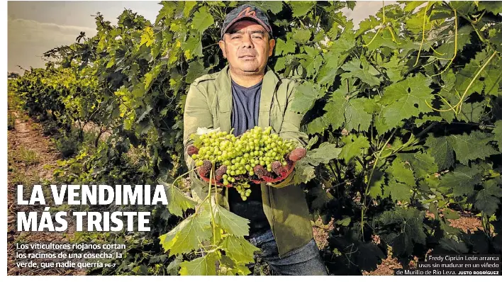 LA VENDIMIA MÁS TRISTE