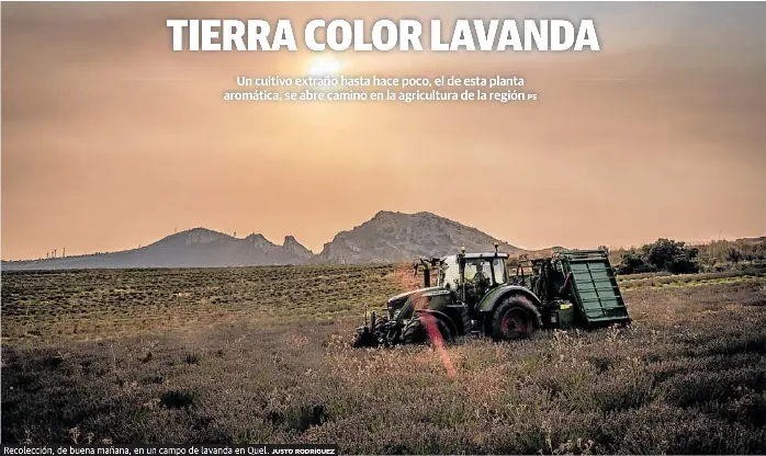 TIERRA COLOR LAVANDA