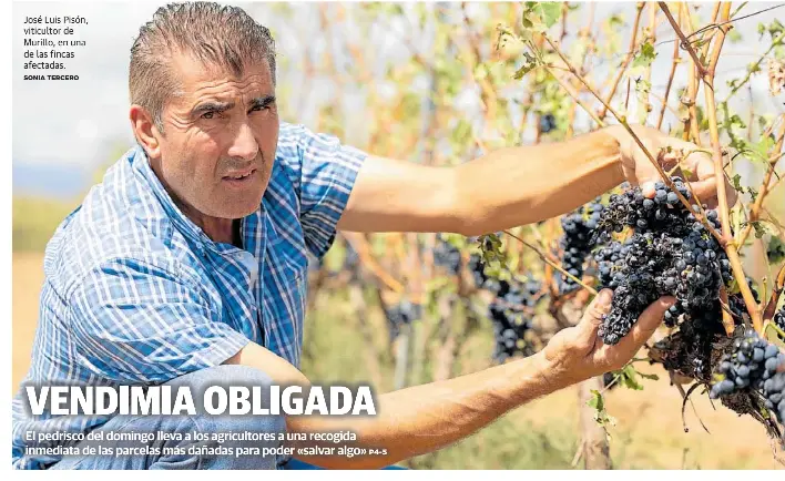 VENDIMIA OBLIGADA