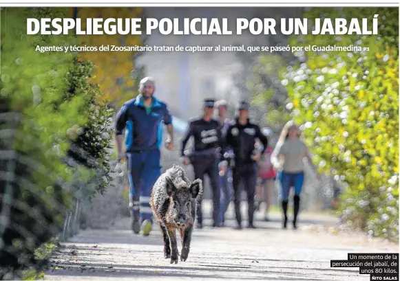 DESPLIEGUE POLICIAL POR UN JABALÍ