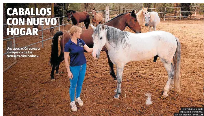 CABALLOS CON NUEVO HOGAR