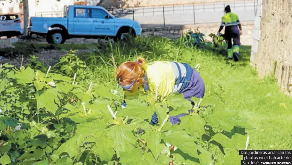 EL ESTRAMONIO SE MULTIPLICA POR LA MURALLA DE BADAJOZ