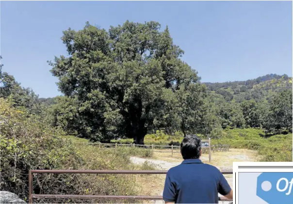EL ÁRBOL MÁS ARMONIOSO SE SALVA DE LAS LLAMAS
