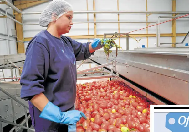 DIFÍCIL CAMPAÑA PARA EL TOMATE