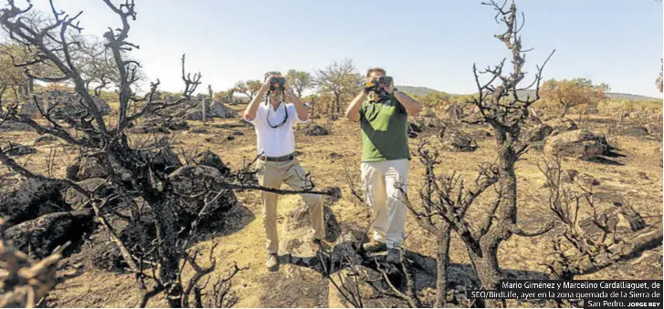 AVES MÁS AMENAZADAS QUE NUNCA POR EL FUEGO