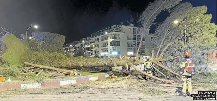 UN GRAN ÁRBOL SE DESPLOMA EN PLASENCIA