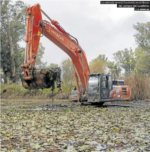 DOS MESES DE LUCHA CONTRA EL NENÚFAR