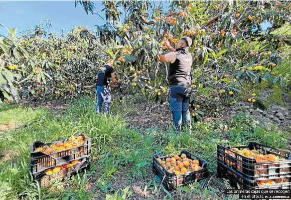 EL NÍSPERO ARRANCA LA CAMPAÑA DE SUBTROPICALES