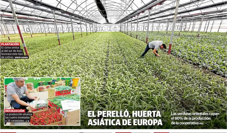 EL PERELLÓ, HUERTA ASIÁTICA DE EUROPA