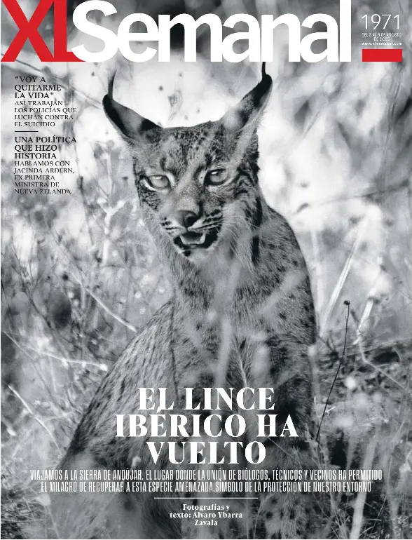 EL LINCE IBÉRICO HA VUELTO
