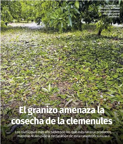 EL GRANIZO AMENAZA LA COSECHA DE LA CLEMENULES