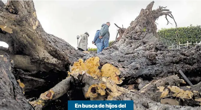 EN BUSCA DE HIJOS DEL DRAGO DE LOS REALEJOS