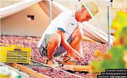 FOR EVERY RAISIN UNDER THE SUN