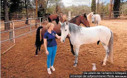 NEUE BLEIBE FÜR KUTSCHPFERDE AUS MÁLAGA