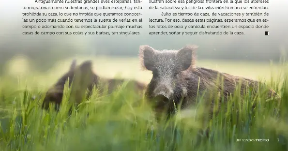 TIEMPO DE CHICHARRAS...