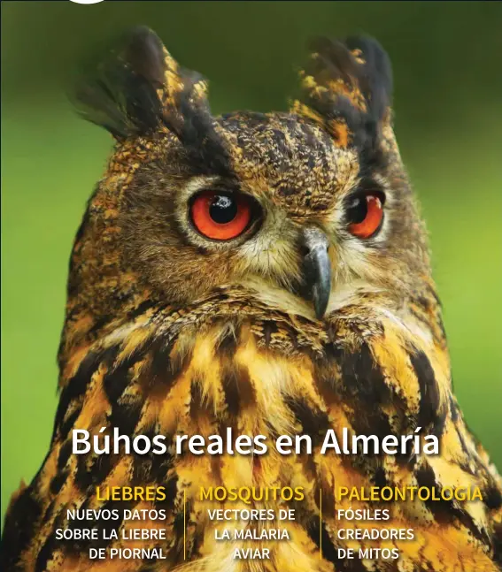 BÚHOS REALES EN ALMERÍA