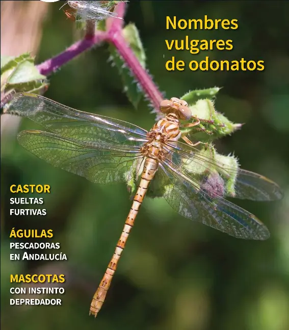 NOMBRES VULGARES DE ODONATOS
