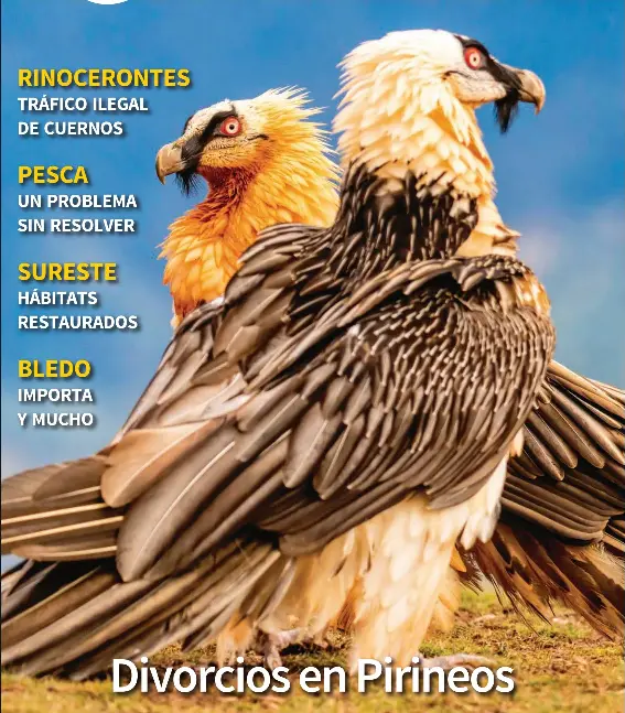 DIVORCIOS EN PIRINEOS