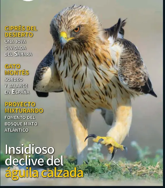 INSIDIOSO DECLIVE DEL ÁGUILA CALZADA