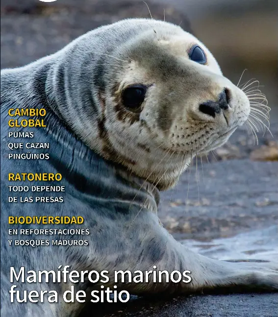 MAMÍFEROS MARINOS FUERA DE SITIO