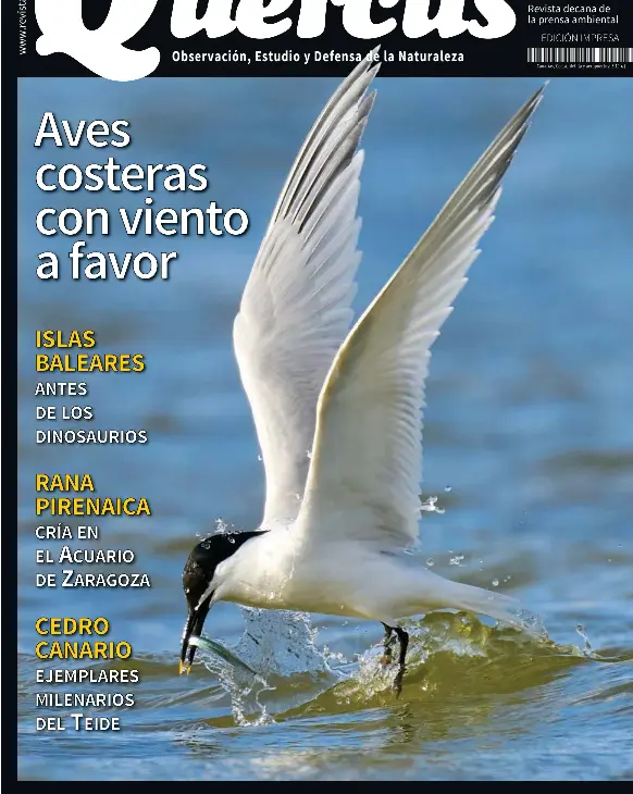 AVES COSTERAS CON VIENTO A FAVOR