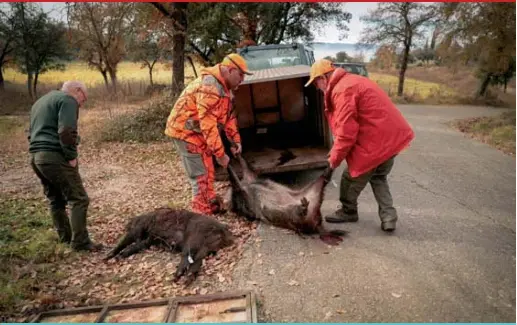 OBJECTIU: REDUIR LA POBLACIÓ DE SENGLARS