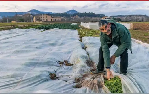SETMANA DE TEMPERATURES GÈLIDES