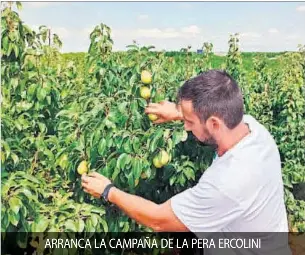 ARRANCA LA CAMPAÑA DE LA PERA ERCOLINI