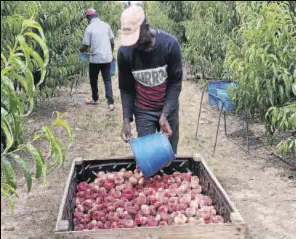 ARRANCA LA CAMPANYA DE FRUITA DE PINYOL