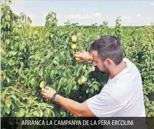 ARRANCA LA CAMPANYA DE LA PERA ERCOLINI