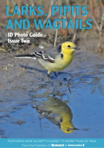 Bird ID Photo Guides - 11 Nov 2022