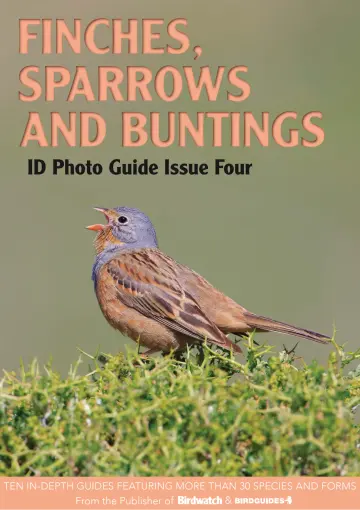 Bird ID Photo Guides - 13 Jan 2023