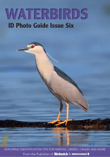 Bird ID Photo Guides - 10 Mar 2023