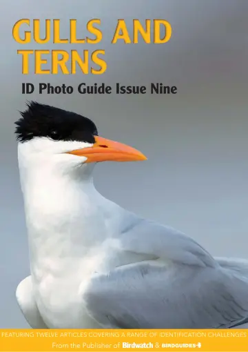 Bird ID Photo Guides - 9 Jun 2023