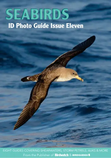 Bird ID Photo Guides - 11 Aug 2023