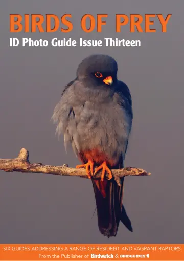 Bird ID Photo Guides - 13 十月 2023