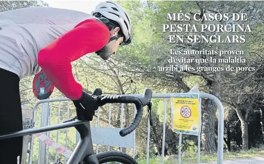 MÉS CASOS DE PESTA PORCINA EN SENGLARS