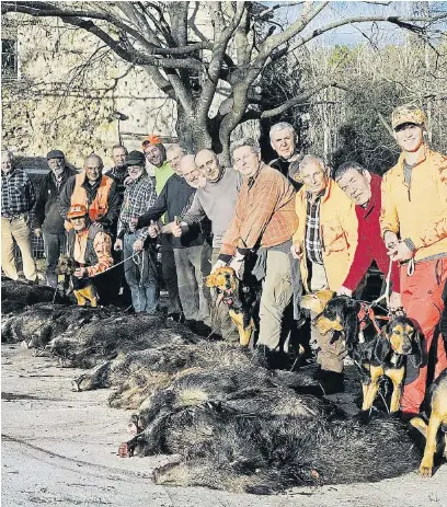 BATUDA DE CAÇA DE SENGLARS