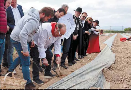 EL FRÍO FRENA AL ESPÁRRAGO