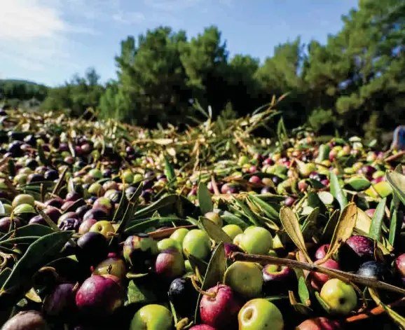 DIE VOLLE POWER FRÜCHTE