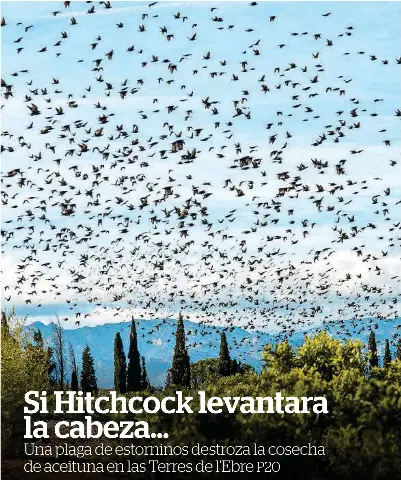 SI HITCHCOCK LEVANTARA LA CABEZA...