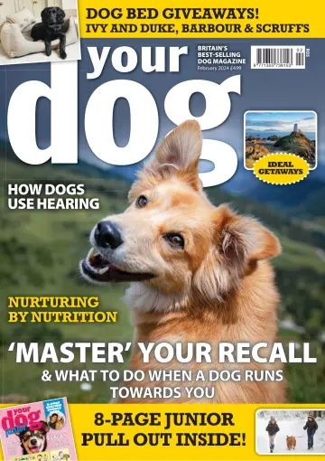 Your Dog - 04 1월 2024