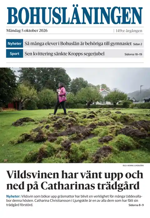 Capa do Bohusläningen de 5 de outubro de 2026. Manchete: Os javalis reviram o jardim de Catharina.