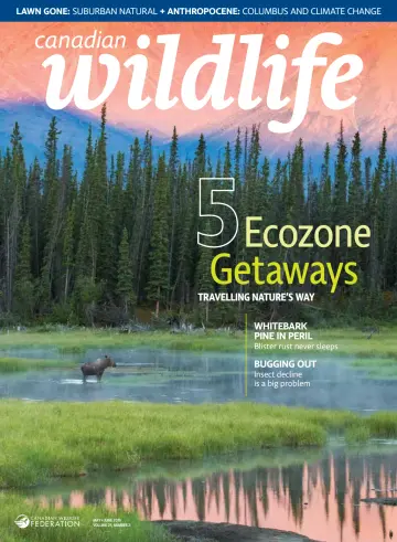 Canadian Wildlife - 6 May 2019