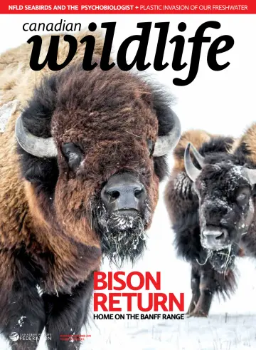 Canadian Wildlife - 12 Nov 2019