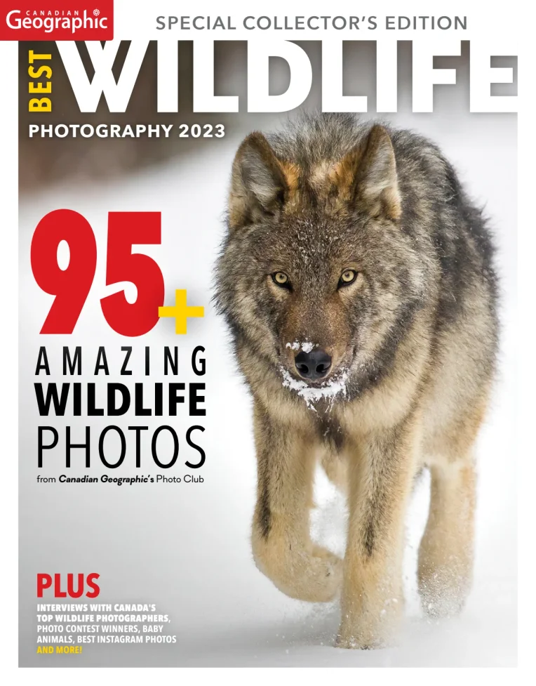 Canadian Geographic Best Wildlife Photography
